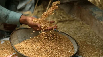 البنك الزراعي المصري يستقبل 600 ألف طن من القمح في 190 موقع تخزين منذ بدء الموسم.