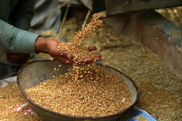 البنك الزراعي المصري يستقبل 600 ألف طن من القمح في 190 موقع تخزين منذ بدء الموسم. البنك الزراعي المصري يستقبل 600 ألف طن من القمح في 190 موقع تخزين منذ بدء الموسم.