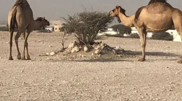البيئة: تمديد حظر رعي الإبل والأغنام لمدة عامين اعتباراً من 24 أغسطس 2025