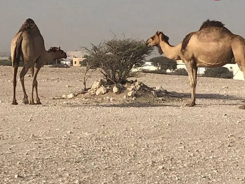 البيئة: تمديد حظر رعي الإبل والأغنام لمدة عامين اعتباراً من 24 أغسطس 2025 البيئة: تمديد حظر رعي الإبل والأغنام لمدة عامين اعتباراً من 24 أغسطس 2025