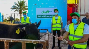 التحضير لذبح 65 رأسًا من العجول المحلية خلال أيام التشريق في مجزر طنطا العام