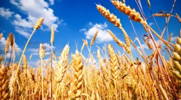 التموين: حجم توريدات القمح المحلي يبلغ 2.5 مليون طن حتى الآن