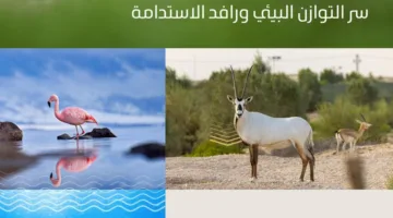 التنوع البيولوجي في السعودية: تراث طبيعي وأساس للاستدامة وتوازن النظم البيئية