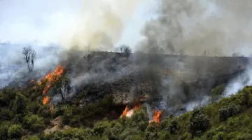 الجزائر: استراتيجية مبكرة للحد من حرائق الغابات