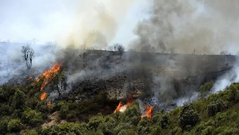 الجزائر: استراتيجية مبكرة للحد من حرائق الغابات الجزائر: استراتيجية مبكرة للحد من حرائق الغابات