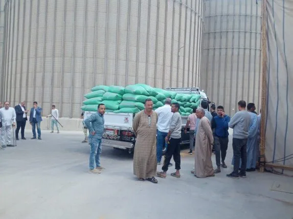 الجيزة تستقبل 66 ألف طن قمح بالشون والصوامع منذ بداية الحصاد