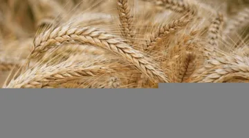 الحكومة تعلن توريد 1.4 مليون طن قمح حتى الآن