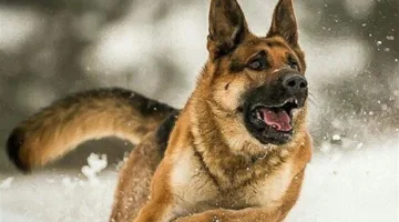 الحكومة تقلص قائمة الكلاب الخطرة من 16 نوعًا إلى 3 أنواع فقط