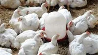 الحكومة توضح الوضع الحقيقي لانتشار الفيروسات الوبائية بين الطيور الداجنة.