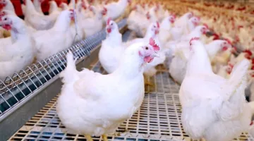 الحكومة: لا توجد سلالات أو فيروسات وبائية منتشرة بين الطيور الداجنة.