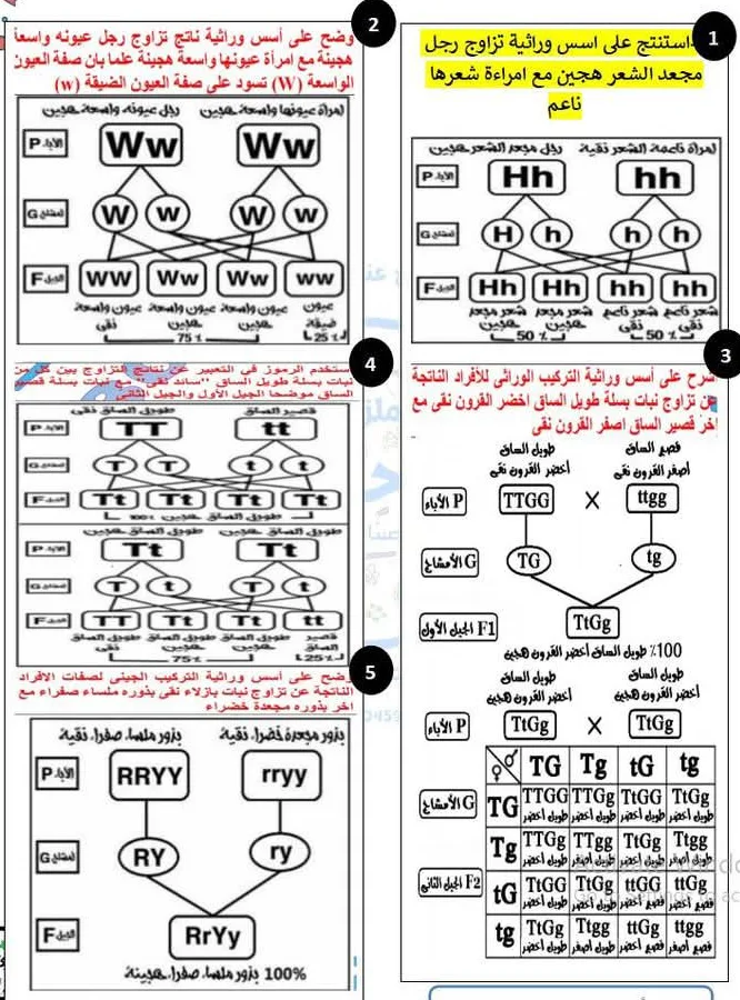 الخمسة مواضيع الوراثية الرئيسية المتوقعة في منهج العلوم للصف الثالث الإعدادي الخمسة مواضيع الوراثية الرئيسية المتوقعة في منهج العلوم للصف الثالث الإعدادي