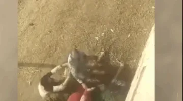 الداخلية تُعلن عن تفاصيل اعتداء على سيدة بعصا خشبية في الدقهلية: نزاع بشأن الحدود بين أراضيين