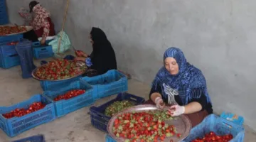 «الذهب الأحمر» يبرز في القليوبية: المحافظ يزور مزارع الفراولة ويعزز جهود التصدير