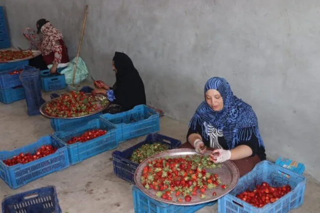 «الذهب الأحمر» يبرز في القليوبية: المحافظ يزور مزارع الفراولة ويعزز جهود التصدير «الذهب الأحمر» يبرز في القليوبية: المحافظ يزور مزارع الفراولة ويعزز جهود التصدير
