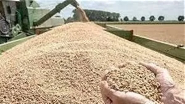 الذهب الأصفر في الصوامع.. توريد 11 الف طن قمح بالإسكندرية