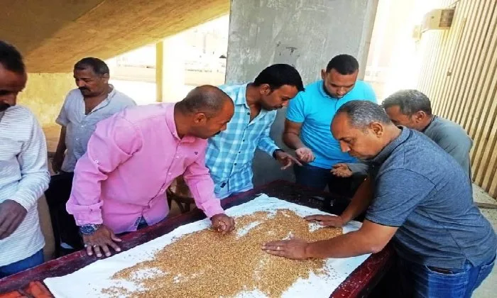 الذهب الأصفر يتألق.. تسليم 257 ألف طن من القمح في شون وصوامع أسوان