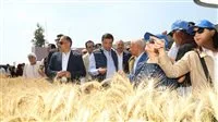 الزراعة: إتمام حصاد 2.4 مليون فدان من القمح حتى هذه اللحظة