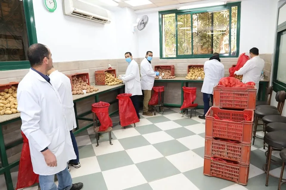 الزراعة تستعرض أبرز أنشطة مكافحة العفن البني في البطاطس خلال ابريل الماضي