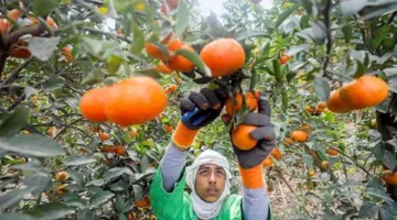 “الزراعة” تقدم إرشادات فنية لمزارعي الحمضيات في شهر مايو