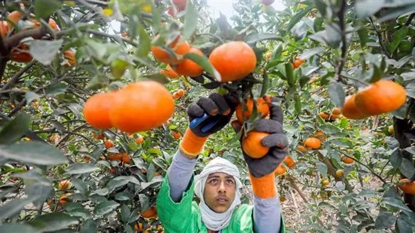 “الزراعة” تقدم إرشادات فنية لمزارعي الحمضيات في شهر مايو “الزراعة” تقدم إرشادات فنية لمزارعي الحمضيات في شهر مايو