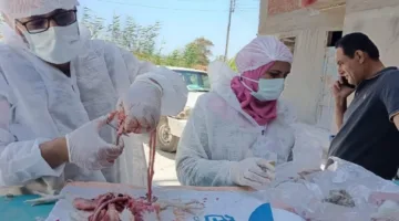 الزراعة تقي 4.5 مليون طائر في 5 أشهر لضمان سلامة الثروة الحيوانية.