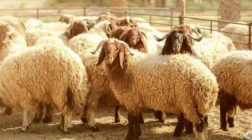 الزراعة: توفير 12 ألف رأس من الأضاحي المحلية بأسعار مخفضة في جميع المحافظات