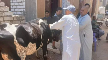 الزراعة: توفير أكثر من 6.8 مليون جرعة لضمان حماية الماشية من الحمى القلاعية والوادي المتصدع