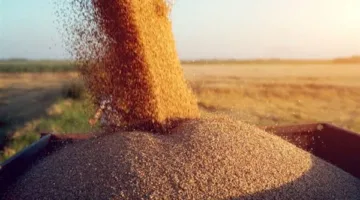الزراعة تُعلن جمع 2.4 مليون فدان من القمح حتى الآن.