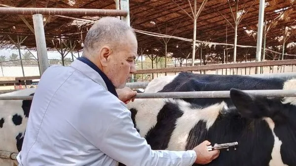“الزراعة”: رصد الأمراض الوبائية الحيوانية والتغطية لتحصينات البروسيلا والسل خلال أبريل