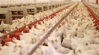 “الزراعة”: لا توجد حالات نفوق بين الطيور والتحصينات متوفرة.