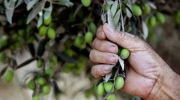 تونس تواجه خطر دخول بكتيريا من شمال المتوسط تهدد ثروتها الوطنية في غابات الزيتون