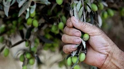 تونس تواجه خطر دخول بكتيريا من شمال المتوسط تهدد ثروتها الوطنية في غابات الزيتون تونس تواجه خطر دخول بكتيريا من شمال المتوسط تهدد ثروتها الوطنية في غابات الزيتون