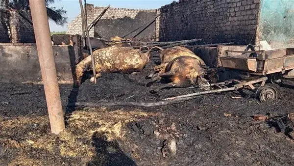 السيطرة على حريق اندلع في حظيرة مواشي بقرية كفر خزام بالمنيا