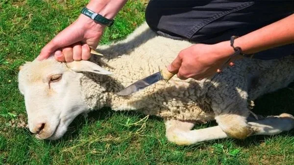 الصحفي في جريدة الدستور أحمد أبو المحاسن: غرامات مالية تصل إلى 10 آلاف جنيه بسبب ذبح الأضاحي في الشوارع الصحفي في جريدة الدستور أحمد أبو المحاسن: غرامات مالية تصل إلى 10 آلاف جنيه بسبب ذبح الأضاحي في الشوارع