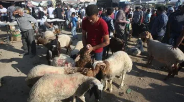 الضفة الغربية: ارتفاع أسعار اللحوم ي jeopardize شعيرة الأضاحي