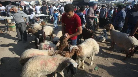 الضفة الغربية: ارتفاع أسعار اللحوم ي jeopardize شعيرة الأضاحي الضفة الغربية: ارتفاع أسعار اللحوم ي jeopardize شعيرة الأضاحي
