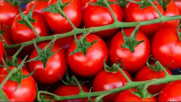 الطماطم بـ10 جنيه.. أسعار الخضروات والفواكه بأسواق الغردقة اليوم السيت