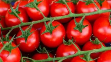 الطماطم تبدأ من 4 جنيهات للكيلو.. استقرار في أسعار الخضراوات بالإسماعيلية