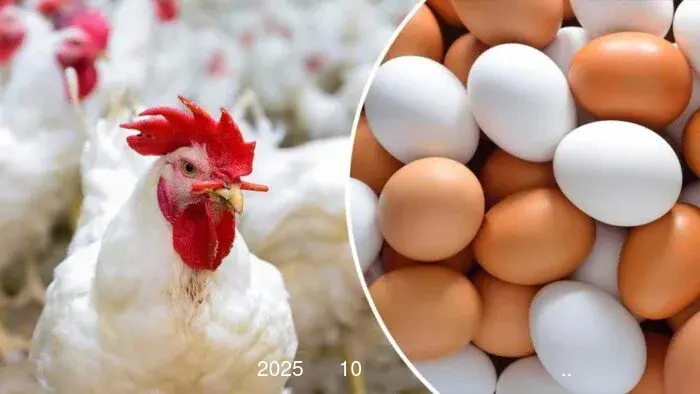 الفراخ البيضاء بكام؟.. أسعار الدواجن والبيض اليوم السبت 10 مايو 2025