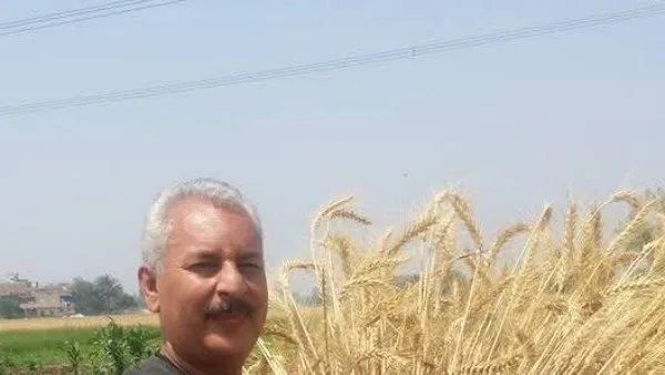 الفلاحين: نتوقع توريد 4 ملايين طن من القمح للحكومة هذا الموسم