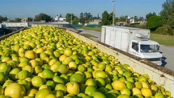 الكيلو وصل 100 جنيه.. شعبة الخضر والفاكهة تكشف سبب ارتفاع أسعار الليمون
