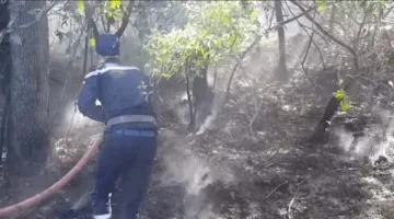 المغرب.. اعتقال شخص مشتبه به في إشعال حريق غابة بطنجة