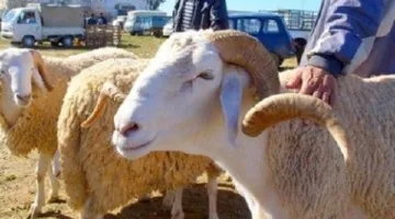 المغرب يبدأ في حظر ذبح أضاحي العيد تنفيذًا للتوجيهات الملكية لمواجهة آثار الجفاف.