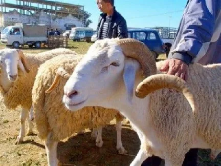 المغرب يبدأ في حظر ذبح أضاحي العيد تنفيذًا للتوجيهات الملكية لمواجهة آثار الجفاف. المغرب يبدأ في حظر ذبح أضاحي العيد تنفيذًا للتوجيهات الملكية لمواجهة آثار الجفاف.
