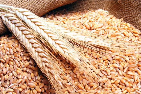 المغرب يعزز تنوع مصادر واردات الحبوب لمواجهة التحديات العالمية