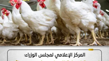المكتب الإعلامي لمجلس الوزراء: لا صحة لوجود إصابات وبائية بين الدواجن