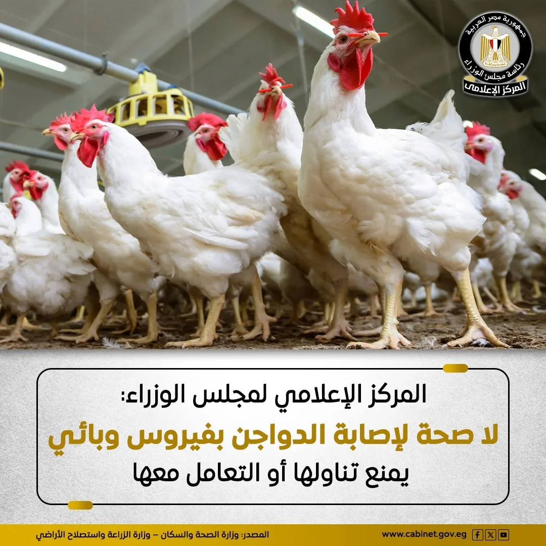 المكتب الإعلامي لمجلس الوزراء: لا صحة لوجود إصابات وبائية بين الدواجن المكتب الإعلامي لمجلس الوزراء: لا صحة لوجود إصابات وبائية بين الدواجن