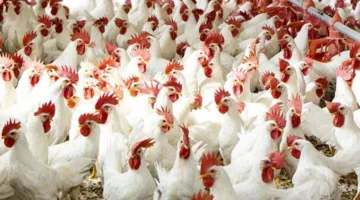 المنصورة للدواجن تضخ 31.4 مليون جنيه لإنشاء مزرعة دواجن جديدة في منطقة النوبارية
