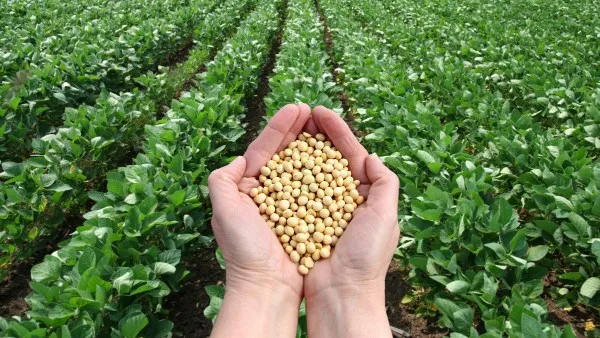 الموالح المصرية تتصدر الأسواق العالمية.. متحدث الزراعة يوضح الأسباب