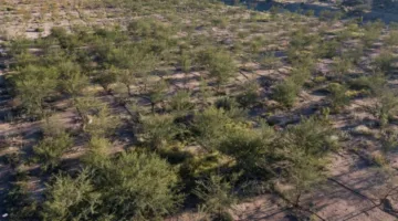 النباتات تزرع أكثر من 20 مليون شجرة في منطقة الرياض